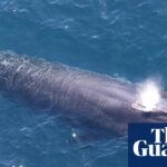 ‘God squad’ waives endangered species law to allow US drilling in Gulf of Mexico | Trump administration