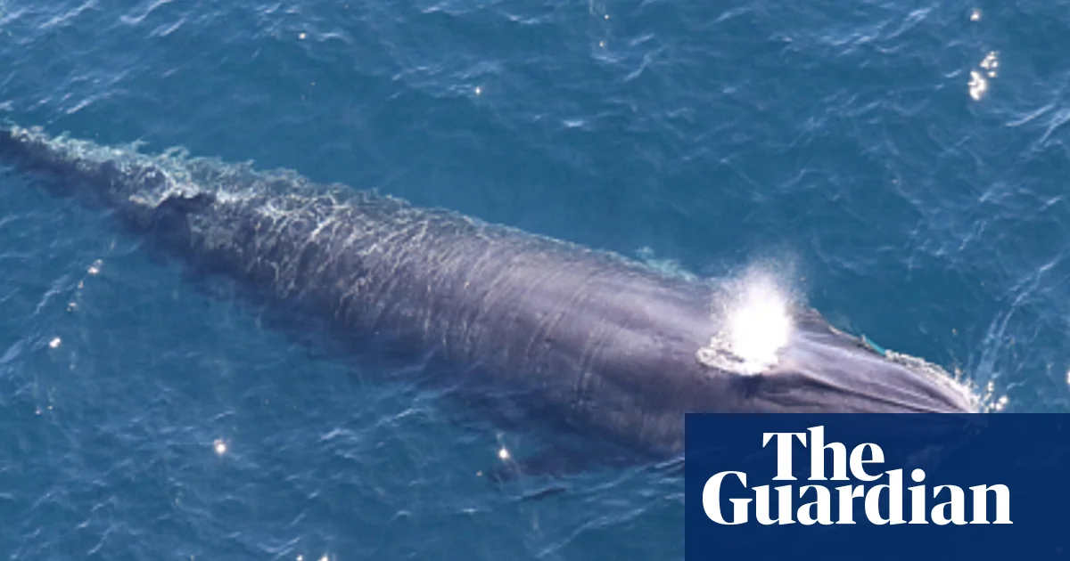 ‘God squad’ waives endangered species law to allow US drilling in Gulf of Mexico | Trump administration