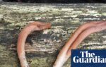 Striking it licky: rare tongue-shaped fungus found for first time in UK | West Sussex