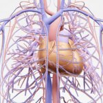 Deferred PCI Safe for TAVI Patients With Coronary Disease