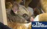 Possum found in Hobart airport gift shop's toy section – video