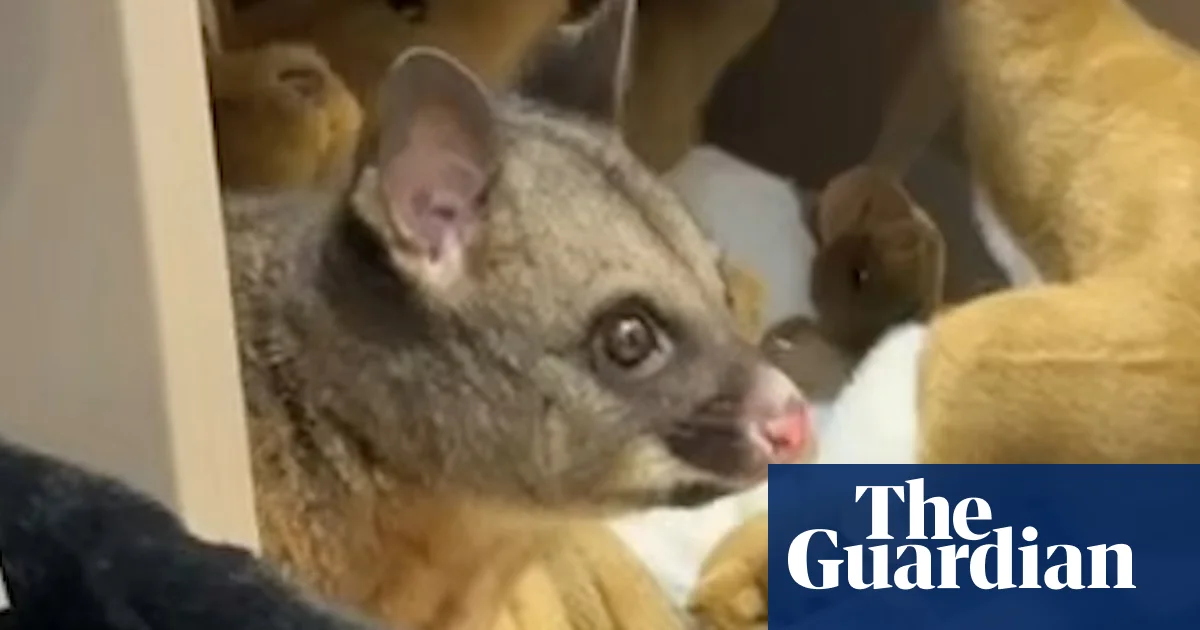 Possum found in Hobart airport gift shop's toy section – video