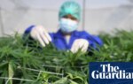Cannabis is not an effective treatment for common mental health conditions, says review | Cannabis