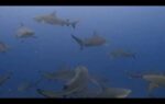 Bull sharks make ‘friends’—and prefer females to males
