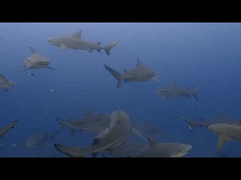 Bull sharks make ‘friends’—and prefer females to males