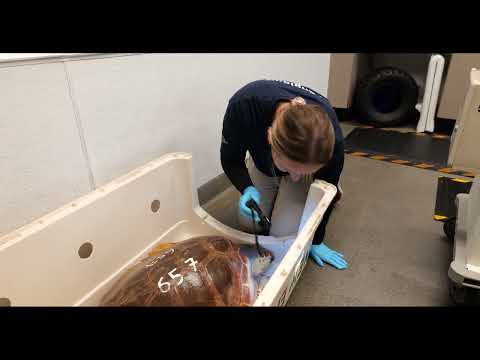 Hello Helvetica! Vets name rescued sea turtles named after fonts