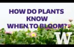 How plants know when to bloom
