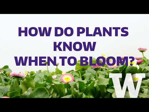How plants know when to bloom