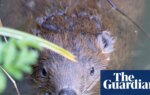 Beavers ‘breathe new life’ into Dorset as dams built and biodiversity returns | Wildlife