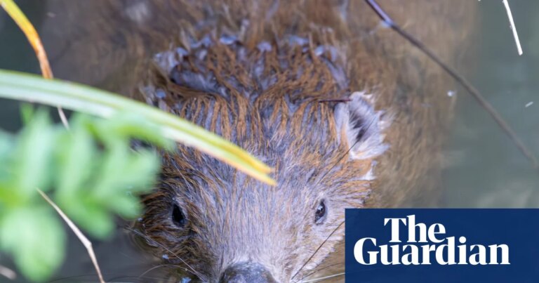 Beavers ‘breathe new life’ into Dorset as dams built and biodiversity returns | Wildlife