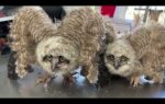 Spunky baby owls examined after being found on soccer field