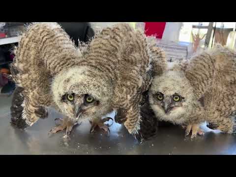 Spunky baby owls examined after being found on soccer field