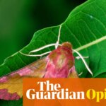 Forget birdwatching, I’m into moth-watching: they’re fascinating and misunderstood insects | Helen Pilcher