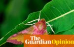 Forget birdwatching, I’m into moth-watching: they’re fascinating and misunderstood insects | Helen Pilcher
