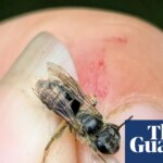 I discovered the elusive chestnut mining bee in New York after a gap of 119 years | Bees