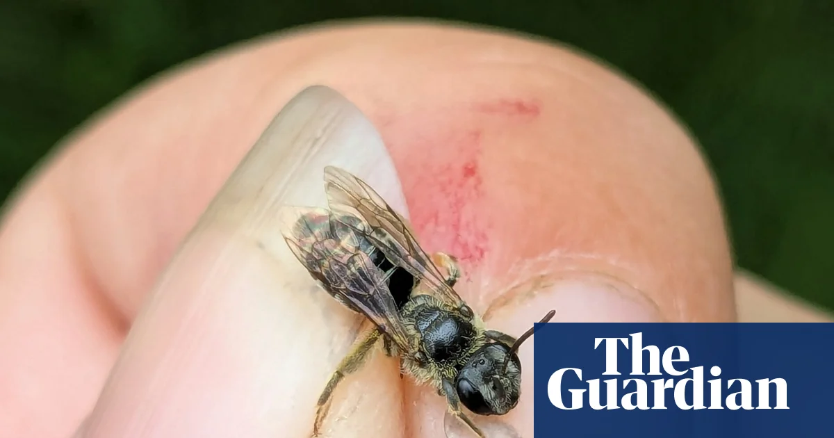 I discovered the elusive chestnut mining bee in New York after a gap of 119 years | Bees
