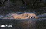 How beavers are transforming Cornwall’s rivers and flood risk