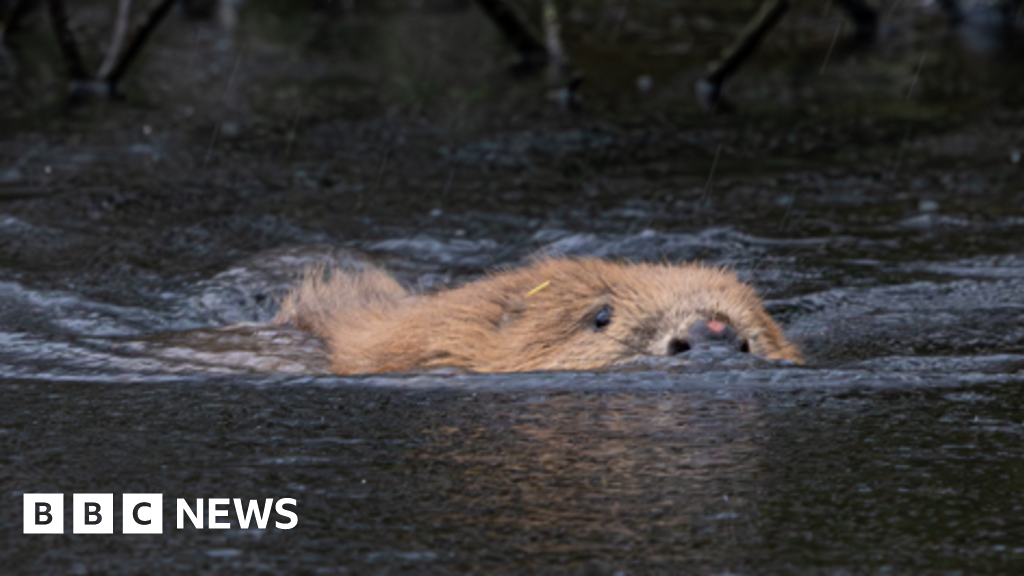 How beavers are transforming Cornwall’s rivers and flood risk
