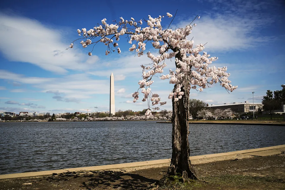 "Stumpy" the cherry tree at the Tidal Basin (Mandel Ngan / AFP via Getty Images)