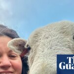The pet I’ll never forget: Merlin the therapy sheep | Animals
