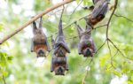 We’ve Been Underestimating Flying Foxes
