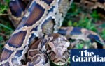 Molecule in python blood could pave way for new obesity drugs, scientists say | Science