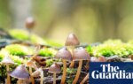 Banknotes should depict flora and fungi, not just animals | Plants