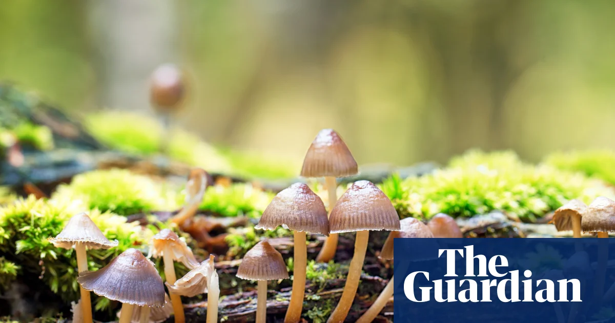 Banknotes should depict flora and fungi, not just animals | Plants