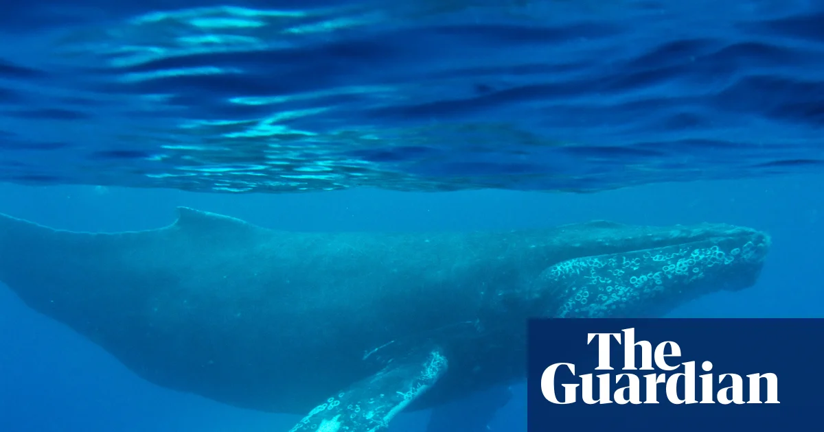 Oldest-known whale song recording provides new insight into ocean sounds | Whales