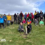 30,000 trees planted to create Isle of Man temperate rainforest