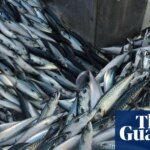 ‘A national scandal’: trawlers scour seabeds of supposedly protected UK waters | Marine life