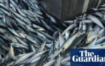 ‘A national scandal’: trawlers scour seabeds of supposedly protected UK waters | Marine life