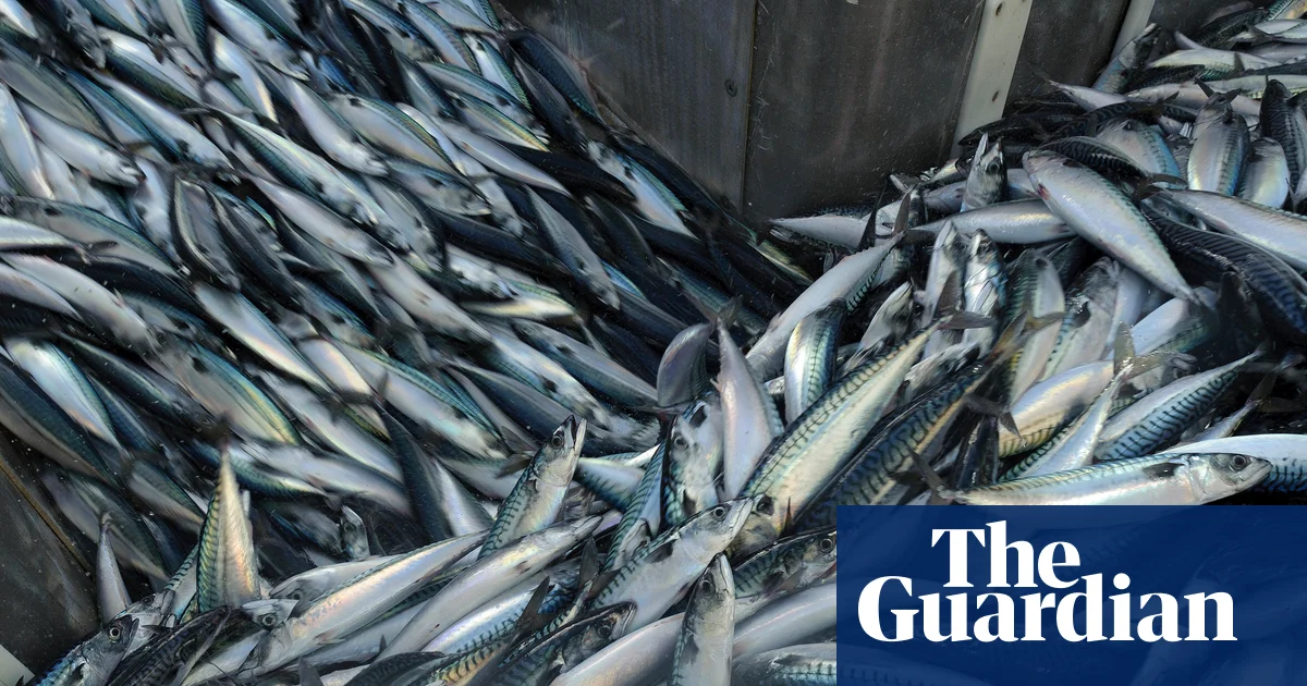 ‘A national scandal’: trawlers scour seabeds of supposedly protected UK waters | Marine life