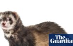 Predatory feral ferrets removed from an island for the first time ever | Conservation
