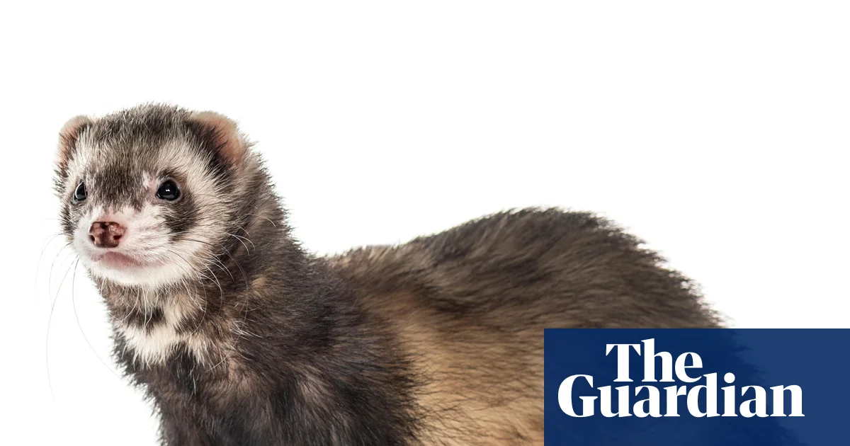 Predatory feral ferrets removed from an island for the first time ever | Conservation