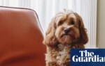 Crossbreed dogs show more behavioural problems than pure breeds, study suggests | Dogs