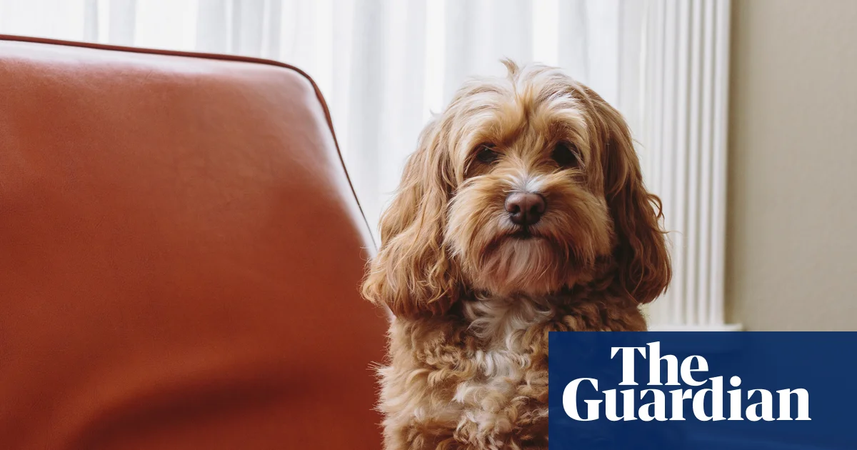 Crossbreed dogs show more behavioural problems than pure breeds, study suggests | Dogs