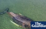 Whale stranded off Germany swims to freedom after days of efforts to save it | Germany