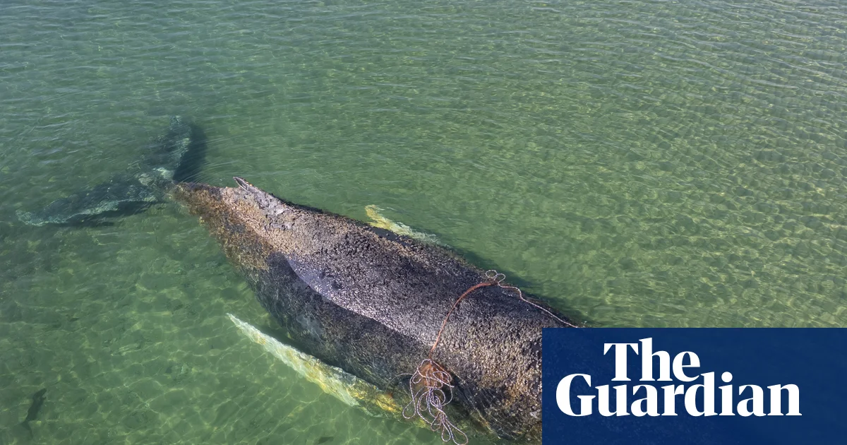 Whale stranded off Germany swims to freedom after days of efforts to save it | Germany
