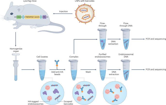 Quantifying endosomal escape in vivo to guide lipid nanoparticle design