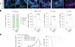 An engineered E. coli strain sustains intratumoral nitric oxide production to boost effectiveness of tumor immunotherapy