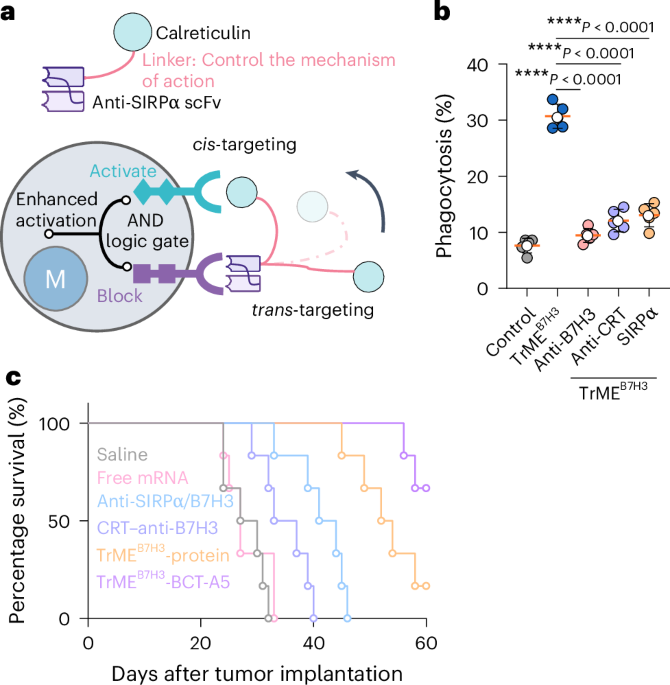 Engineering macrophage-targeted trispecific immune cell engagers for tumor immunotherapy