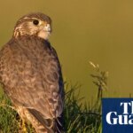 UK’s smallest bird of prey among 200 species at risk of extinction, study finds | Climate crisis