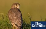 UK’s smallest bird of prey among 200 species at risk of extinction, study finds | Climate crisis