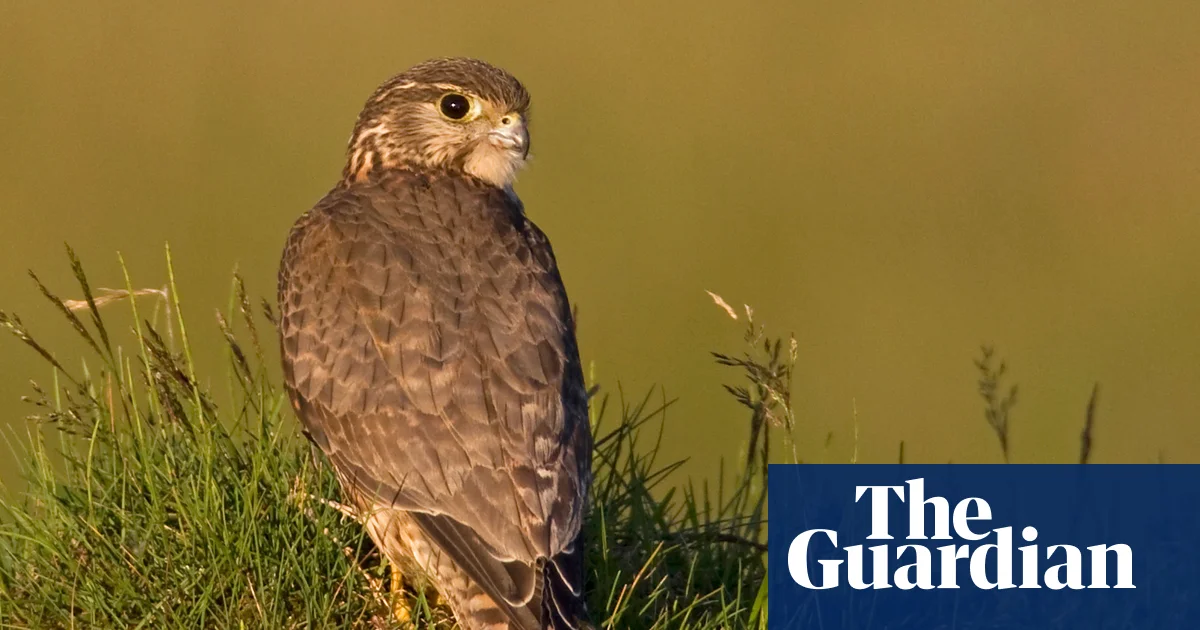 UK’s smallest bird of prey among 200 species at risk of extinction, study finds | Climate crisis