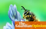 I love vultures, mosquitoes and, yes, even wasps. This is why you should too | Jo Wimpenny