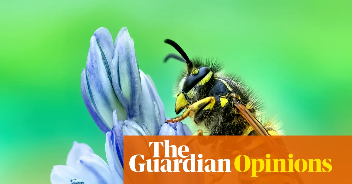 I love vultures, mosquitoes and, yes, even wasps. This is why you should too | Jo Wimpenny