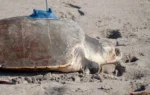 A 3-limbed Kemp's ridley sea turtle is now being tracked at sea by satellite