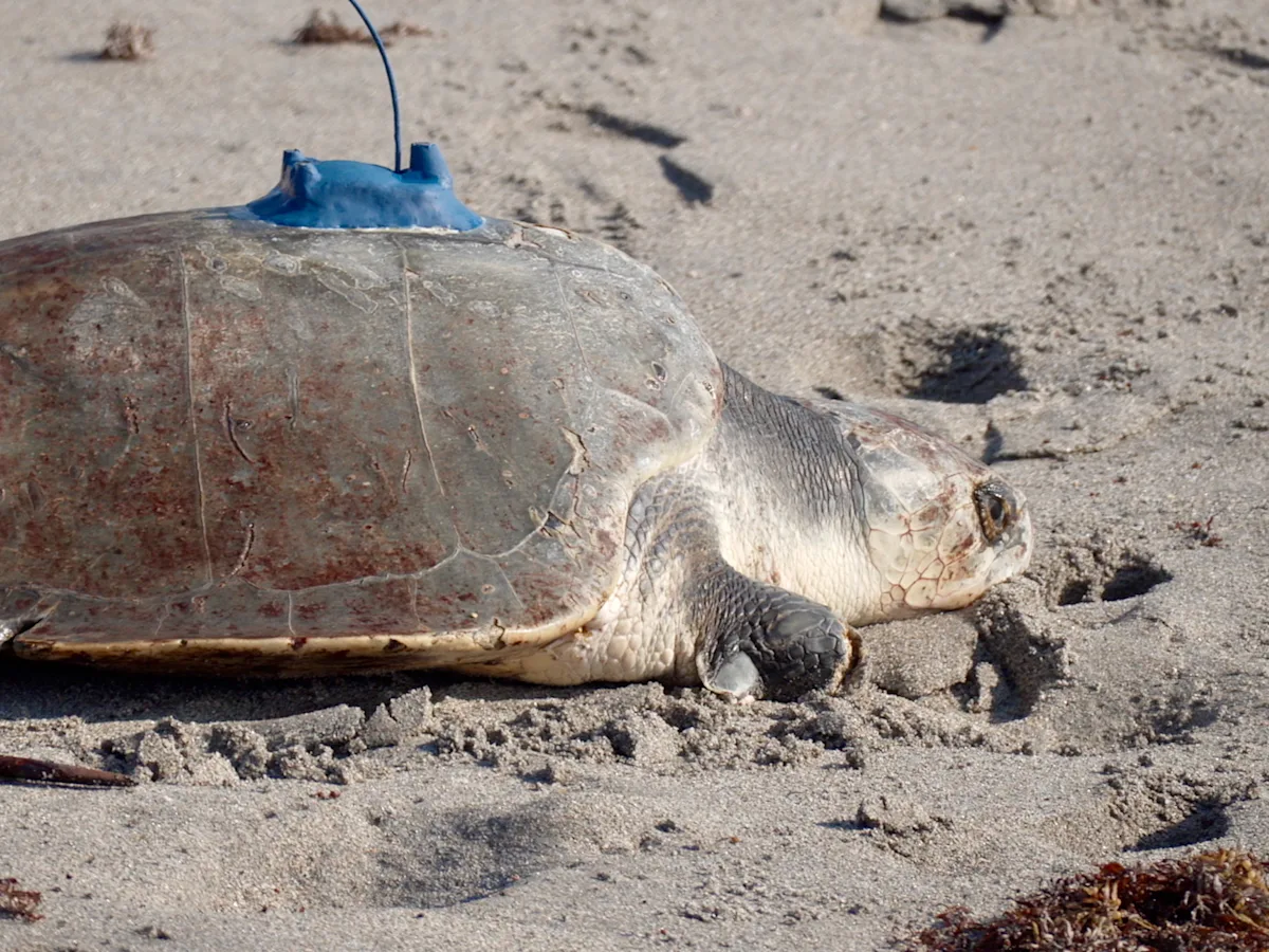 A 3-limbed Kemp's ridley sea turtle is now being tracked at sea by satellite