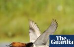 Shooting restricted for six British wild birds to halt population decline | Hunting